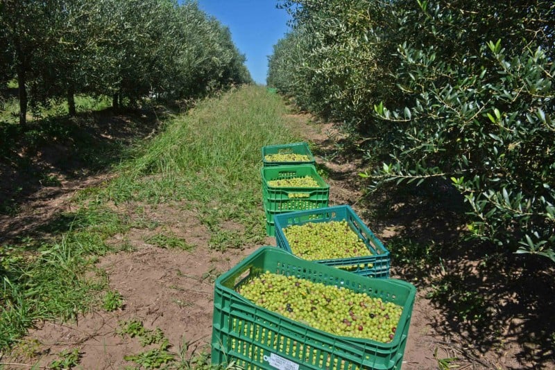 Área gaúcha cultivada com oliveiras já alcança dois mil hectares