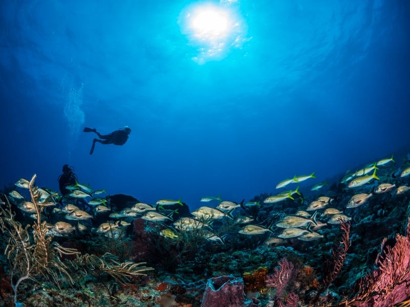 Tobago possui 54 pontos de atrações submarinas, alguns no mar caribenho; e outros, no Oceano Atlântico
