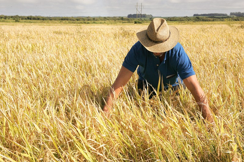 É esperada queda de 8 milhões de toneladas na safra global de arroz