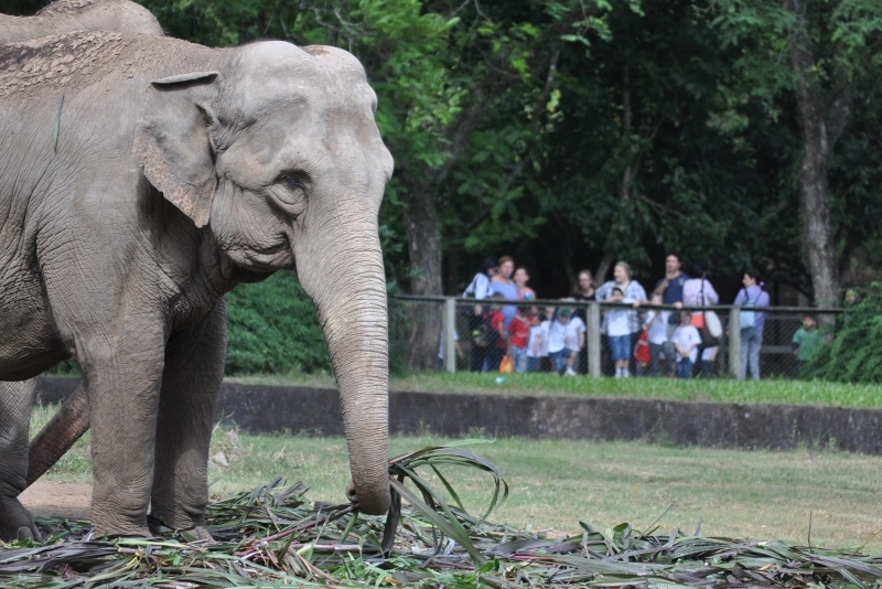Zoológico de Sapucaia do Sul é opção de lazer para as crianças no feriado