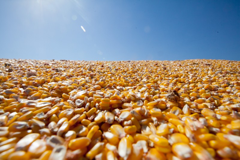 Semente de milho custa próximo de 20% do total dos gastos de produção do agricultor