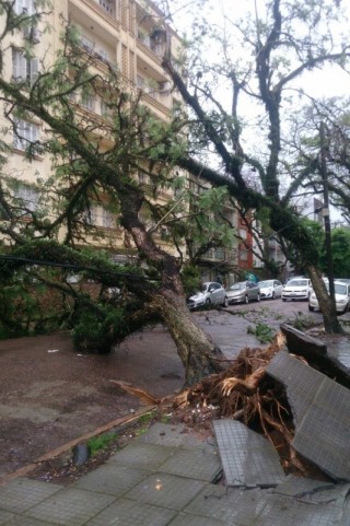 Em Porto Alegre, quedas de árvores provocam falta de energia elétrica