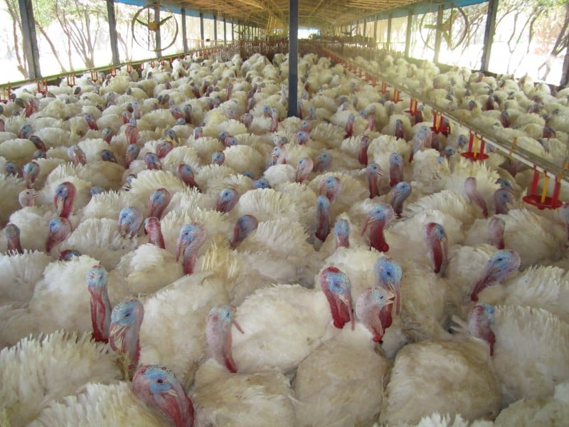 Enquanto o frango está pronto para abate em 45 dias, perus ficam entre 60 e 70 dias nos criatórios
