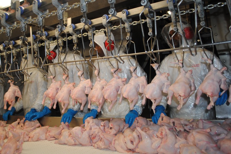 Força-tarefa do Ministério Público do Trabalho do Estado analisou instalações do frigorífico de aves 