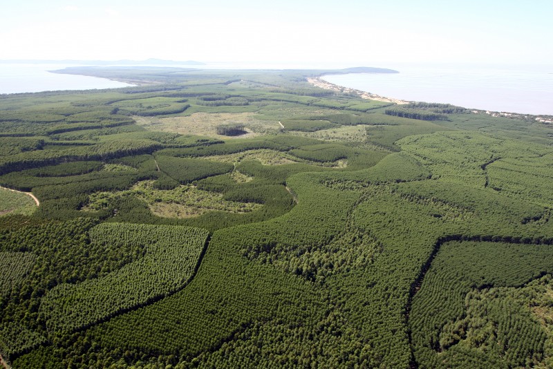 Mais áreas poderão ser destinadas ao florestamento no Estado