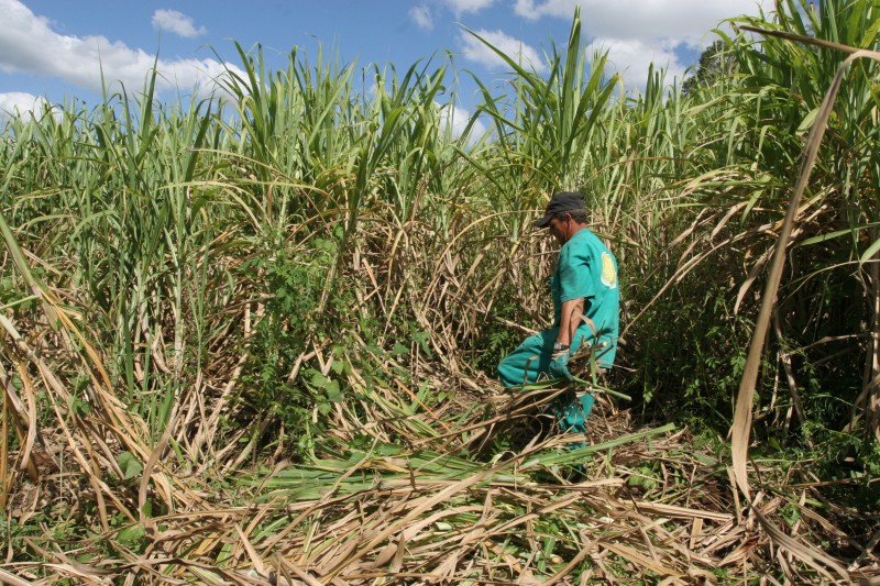 Área plantada de cana-de-açúcar deve crescer 37% nos próximos anos