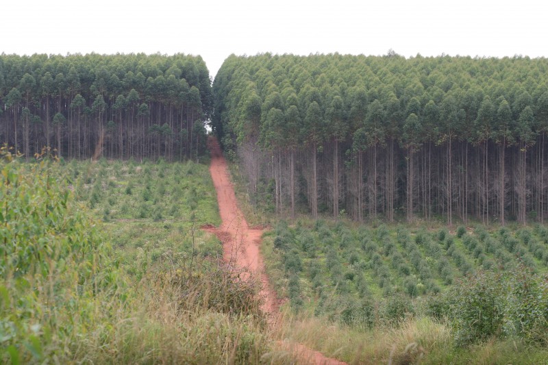 Eucaliptos somam 76,3% do total das áreas florestais plantadas, informa IBGE
