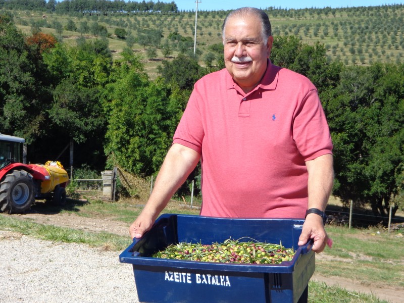 Empresário Luiz Eduardo Batalha na colheita de suas azeitonas