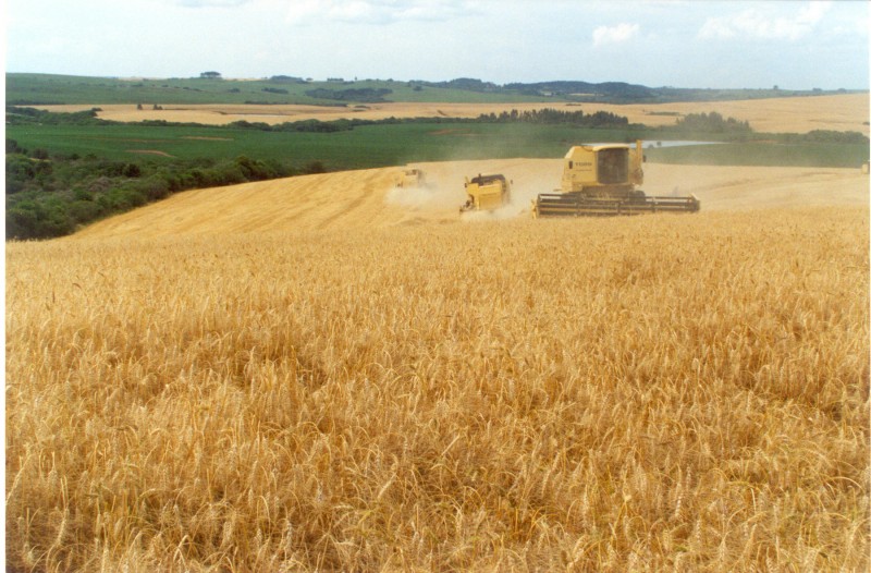 Mais de 60% das lavouras do cereal estão colhidas no Rio Grande do Sul