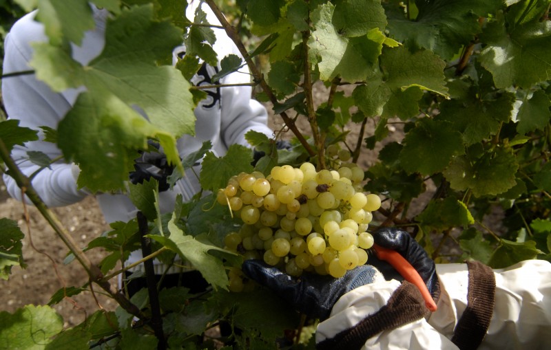 País produz mais de um milhão de toneladas de uva para vinhos, sucos e espumantes