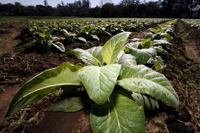 Média de colheita deve atingir 2,2 mil quilos por hectare, diz Afubra