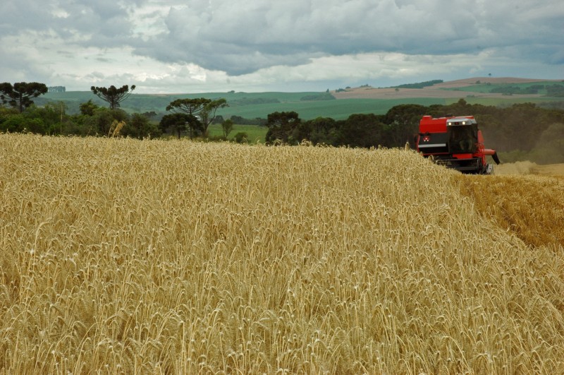 Colheita do cereal não deverá alcançar nem 1,4 milhão de toneladas no Rio Grande do Sul, prevê Farsul