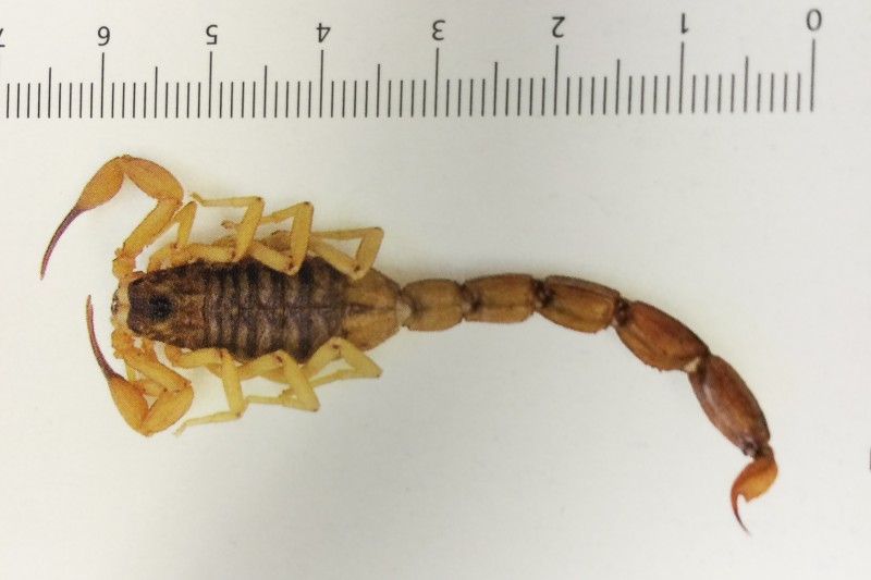 Um morador da Lomba do Pinheiro foi picado pelo animal, mas se recuperou bem 