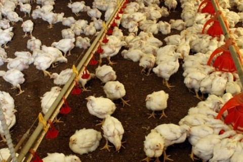  CADERNO DIA DA INDÚSTRIA 2010  FOTOS NO AVIÁRIO DA GRANJA DE FRANCISCO REISCHERD, EM HARMONIA.  