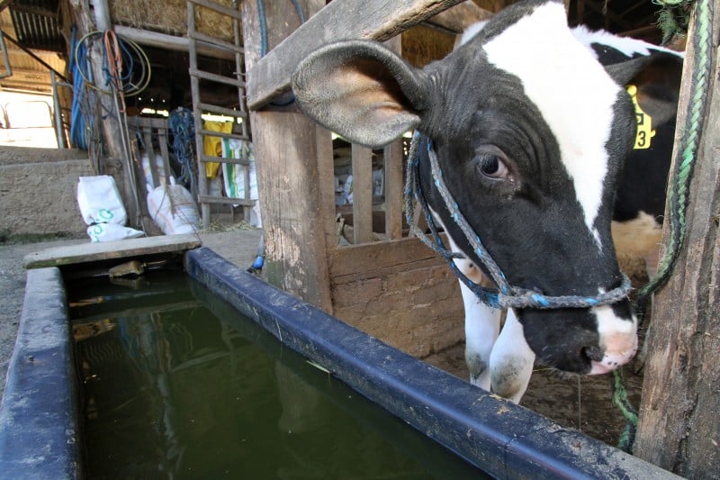 Bom gado holandês aumenta a produção leiteira