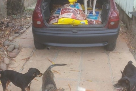  GATOS PARA ADOÇÃO NA VETERINÁRIA ÁGUIA 12 04 05  