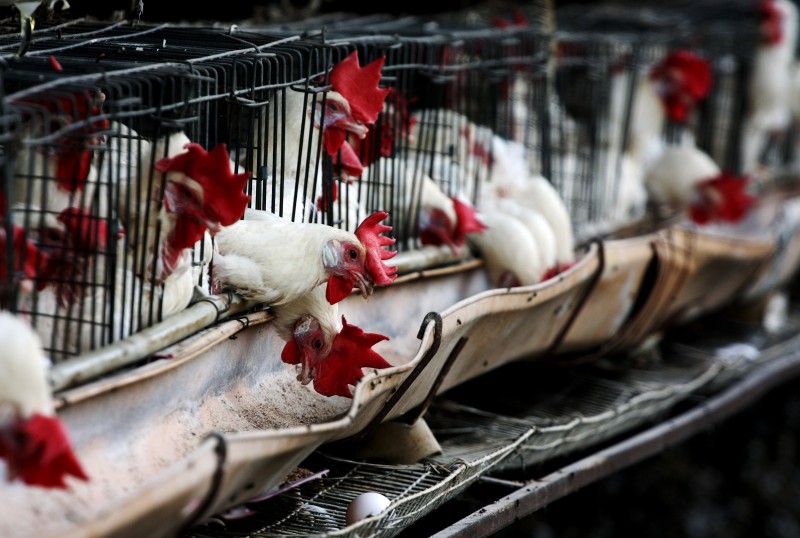 Para a ABPA, produção avícola chegará a 13,136 milhões de toneladas
