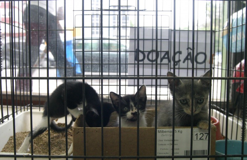  GATOS PARA ADOÇÃO NA VETERINÁRIA ÁGUIA 12 04 05  