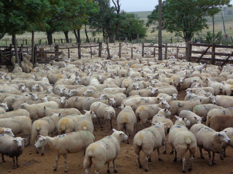  TEXEL, NOVO SÃO JOÃO, DAVID F. MARTINS, SANRANDI, LIVRAMENTO,18-04-14,  FOTO DANILO UCHA-JN  