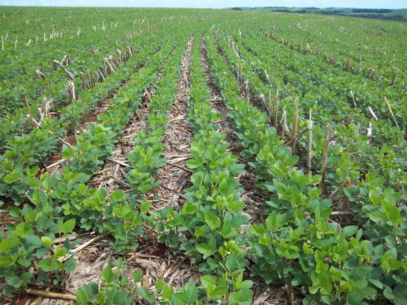 Área plantada com soja já alcança os 88% do total previsto no Estado