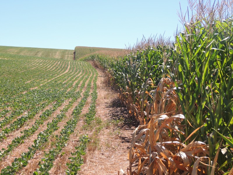 Segundo a companhia, produtor segue a tendência de reduzir plantio de milho para ocupar área com soja   