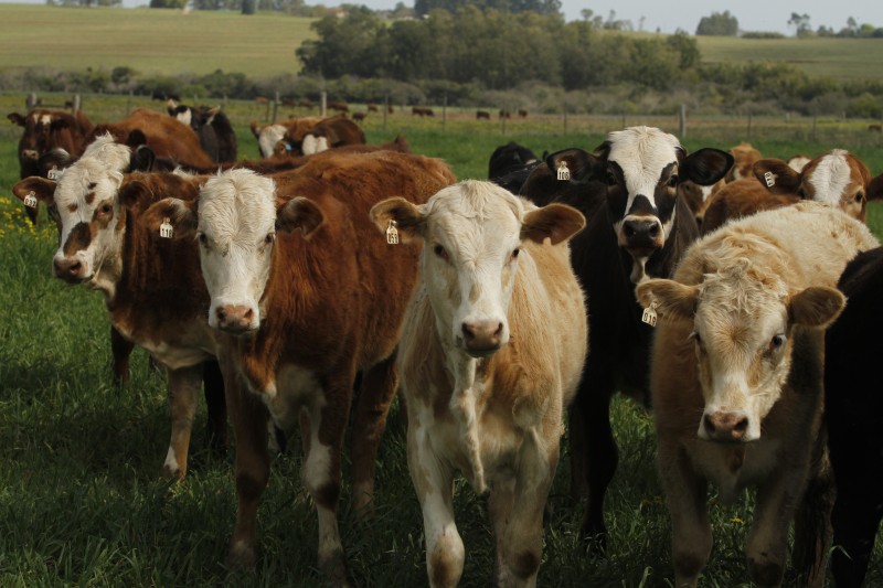 Brasil teve poucas ocorrências até hoje da doença que afeta rebanhos bovinos