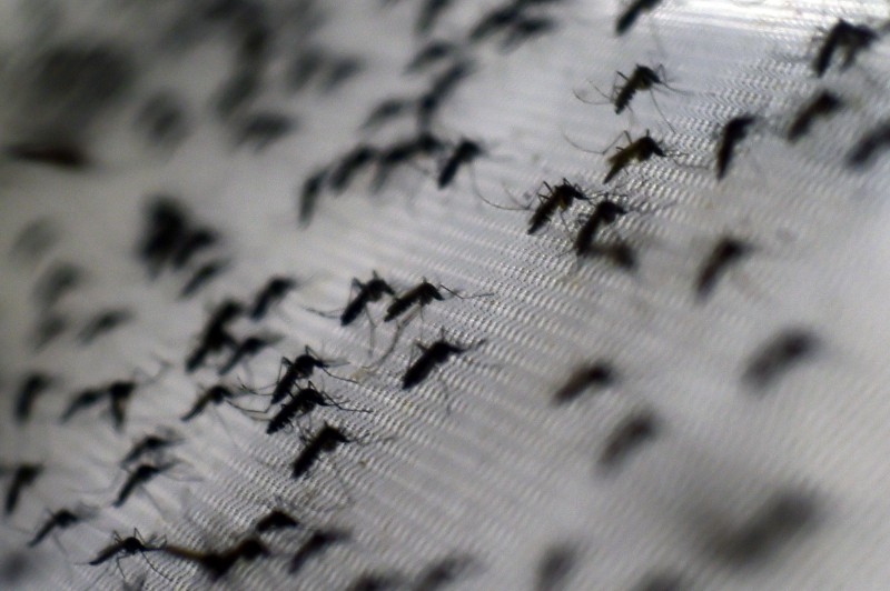 Período atual, de altas temperaturas, é o mais propenso à proliferação do Aedes aegypti
