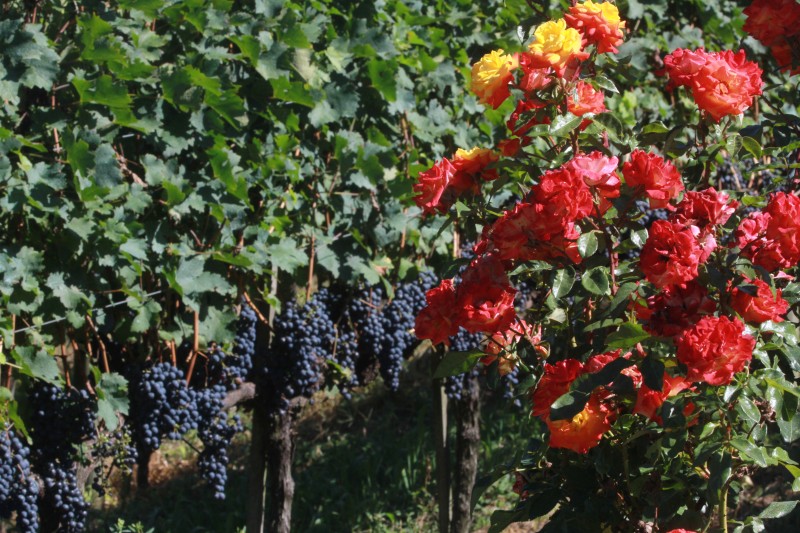 As uvas e as flores estão à espera da colheita no Rio Grande do Sul