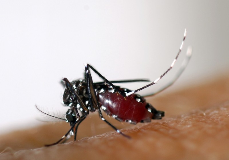 Doença, provocada pelo Aedes aegypti, matou 839 pessoas em 2015