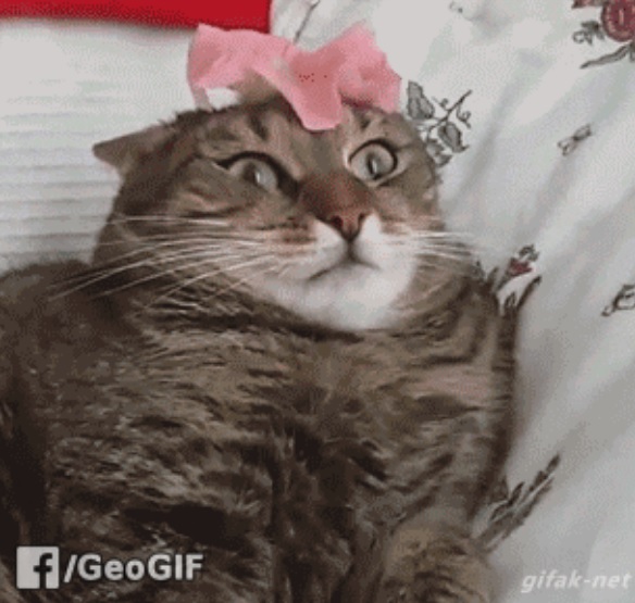   Foto: FACEBOOK/REPRODU&Ccedil;&Atilde;O/JC