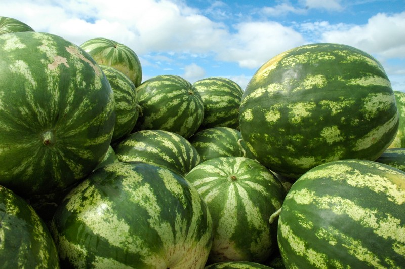 Além de dominar o verão, melancia é exportada para 11 países