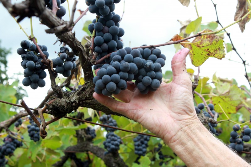 Objetivo &eacute; formar profissionais para empreender, planejar, operacionalizar e gerenciar diferentes segmentos da &aacute;rea 