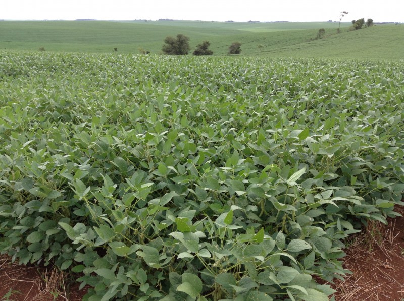  ECONOMIA AGRICULTURA LAVOURA SOJA PASSO FUNDO EM 31 DE JANEIRO 2015 CRÉDTIO FOTO PATRÍCIA COMUNELLO 2  