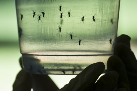  SAO007 - São Paulo, São Paulo, BRASIL: Um pesquisador coleta larvas de Aedes aegypti mosquitos em um laboratório do Instituto de Ciências Biomédicas da Universidade de São Paulo, em 08 de janeiro de 2016 em São Paulo, Brasil. Pesquisadores do Instituto Pasteur em Dakar, Senegal estão em Brasil para treinar pesquisadores locais para combater a epidemia de vírus Zika. AFP PHOTO / NELSON ALMEIDA  