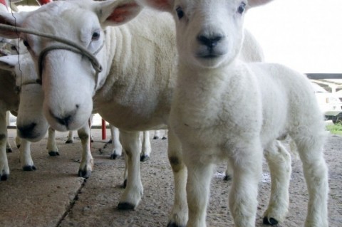 Pequenos produtores de ovinos comemoram a ajuda do governo