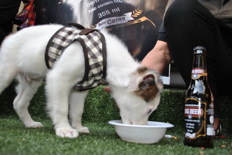 A Dog Beer é uma bebida à base de água, malte e carne: 'pode confundir o humano' Foto: Dog Beer/Divulgação/JC