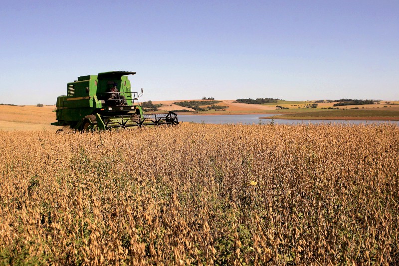Entre as três principais lavouras de grãos do país, apenas a soja deverá ter aumento, de 5,8%