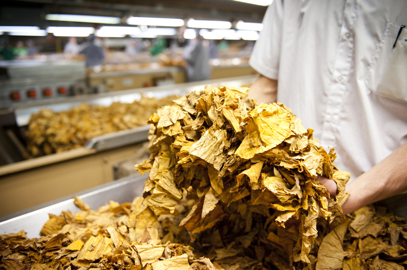 O setor de tabaco exportou um total de US$ 126,5 milhões em janeiro, crescimento de 86,2%