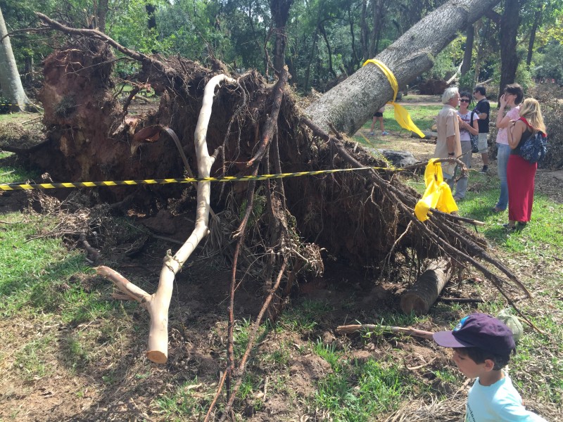 Movimento busca replantio de árvores que tombaram na supertempestade no Parque da Redenção