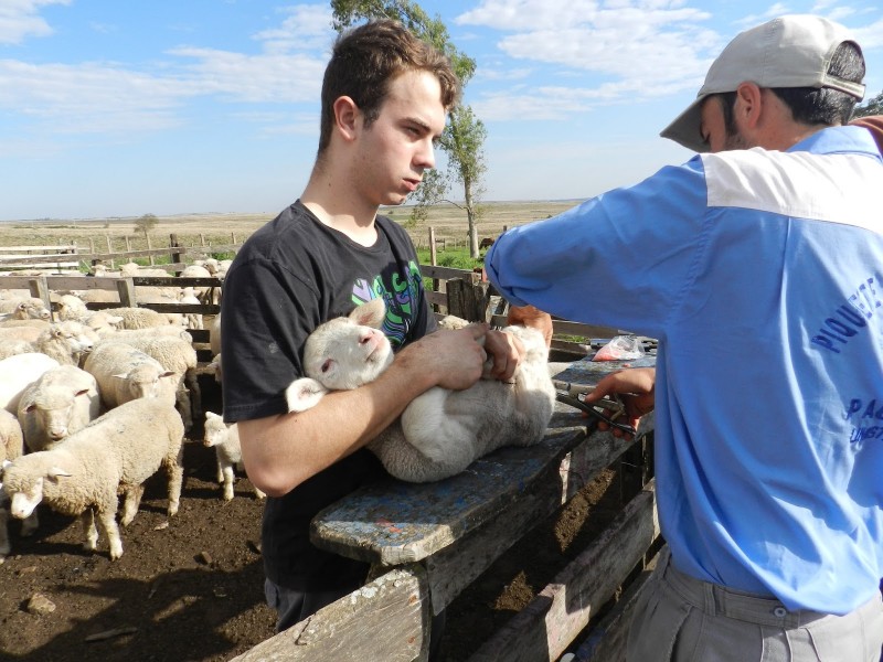  Ruy Gessinger Pecuária, Unistalda, janeiro 2016, foto Ruy Gessinger.jpg  