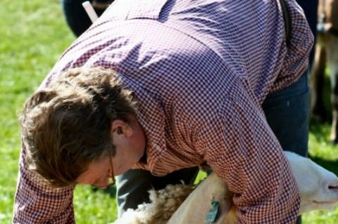  OVINOS RAÇA CORRIEDALE.     FOTOS ARQUIVO PESSOAL MARCO QUINTANA.  