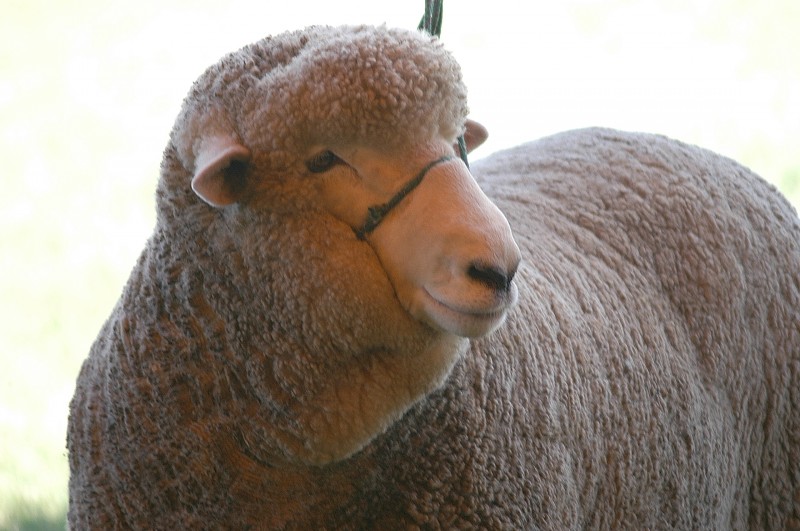  OVINOS RAÇA CORRIEDALE.     FOTOS ARQUIVO PESSOAL MARCO QUINTANA.  