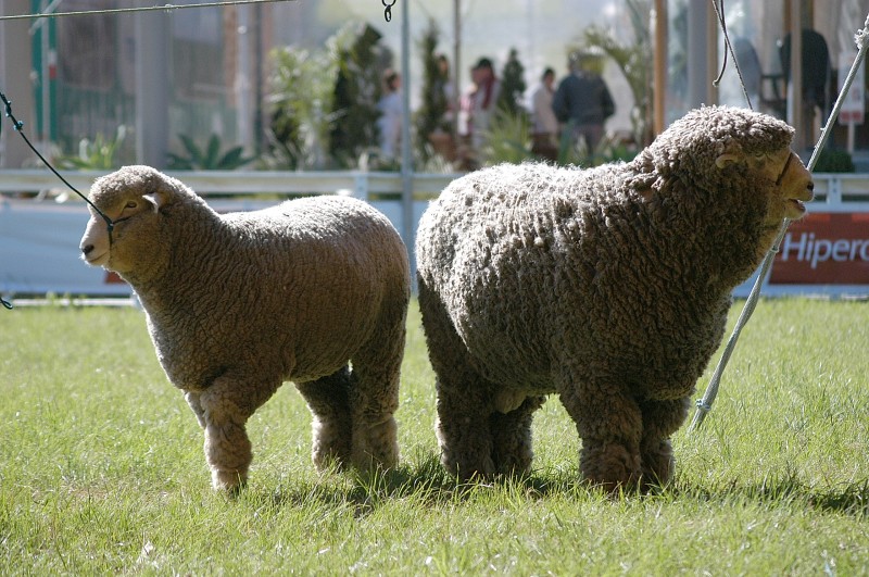  Ovelhas laneiras, como a Corriedale, lideravam as primeiras feiras 