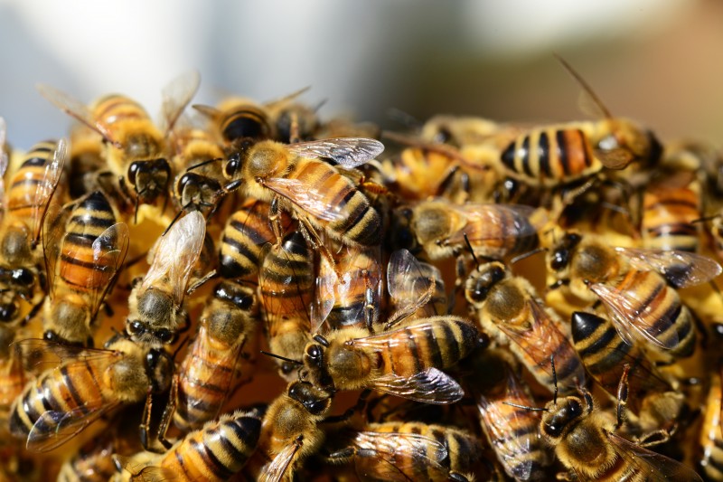  eco apicultura crédito Visualhunt divulgação  