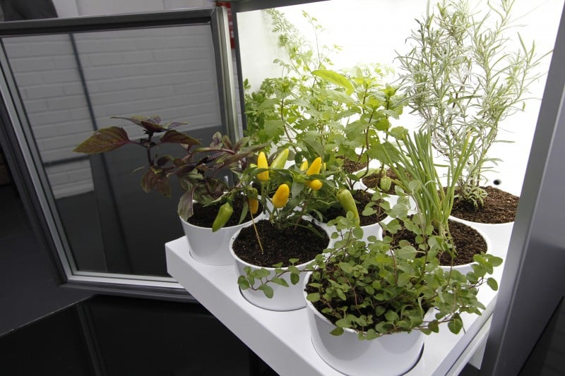  Entrevista com Thomas Kollmann, criador da Plant&aacute;rio, eletrodom&eacute;stico capaz de cultivar vegetais org&acirc;nicos dentro de casa e/ou apartamento.   Foto: MARCO QUINTANA/JC