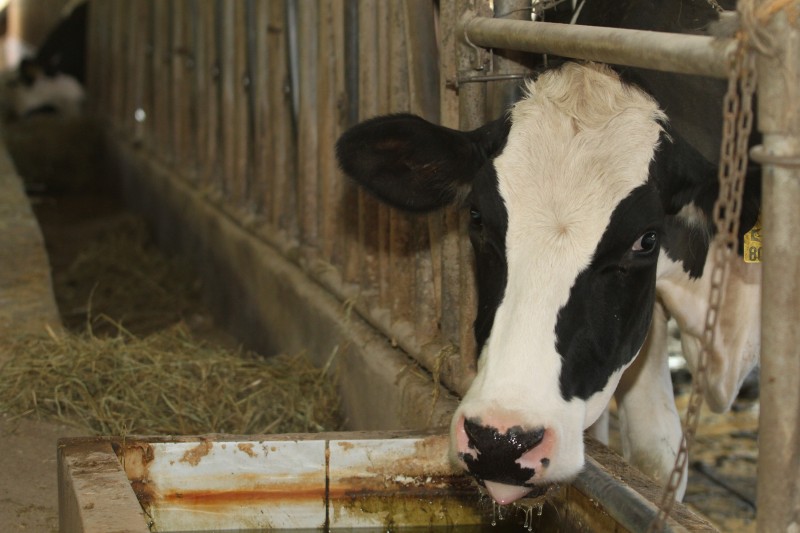 No Brasil, quase não existem políticas públicas relativas a animais de produção, como bovinos