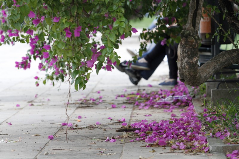 No Parque da Redenção, era possível ver flores caídas no chão, tradicionais da estação.