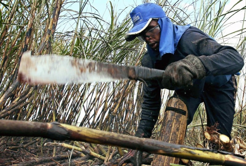  A PEASANT CUTS SUGAR CANE DURING HARVEST IN USINA BONFIM IN GUARIBA, 400 KM FROM SAO PAULO, ON JUNE 6, 2008. WHILE OTHER COUNTRIES ARE HIKING PRICES AT THE PUMP, BRAZIL IS GOING AGAINST THE TREND: MAINTAINING RETAIL PRICES BY CUTTING FUEL TAXES. ETHANOL, MADE FROM DOMESTICALLY-GROWN SUGAR CANE, IS CHEAPER THAN GASOLINE, AND SELLS FOR JUST 1.5 REALS (0.95 CENTS) PER LITER -- GIVING THE COUNTRY AN ADDED MEASURE OF INSULATION FROM GLOBAL OIL PRICES. MORE THAN 80 PERCENT OF CARS ARE "FLEX-FUEL" MODELS, MEANING THEIR ENGINES ARE BUILT TO RUN ON EITHER GASOLINE OR ETHANOL, OR A MIX OF THE TWO.    AFP PHOTO/NELSON ALMEIDA        MORE IN IMAGEFORUM  