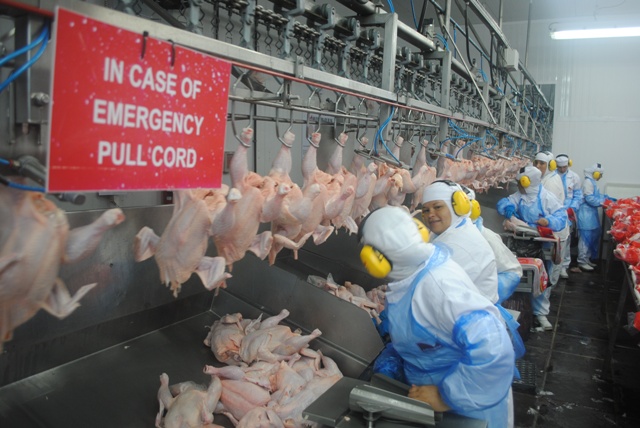 Frigorífico abatia cerca de 70 a 75 mil frangos por dia em Passo Fundo