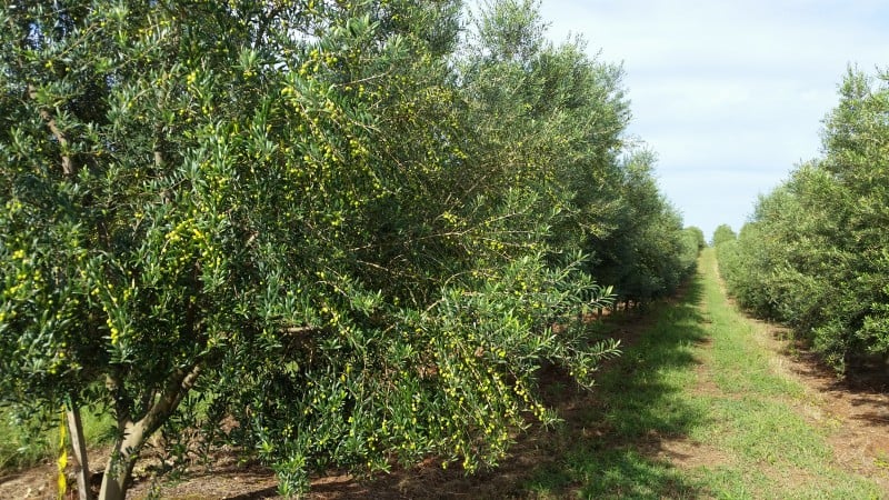 Tecnoplanta tem olivais emCaçapava do Sul, São Sepé, Barra do Ribeiro e Sentinela do Sul